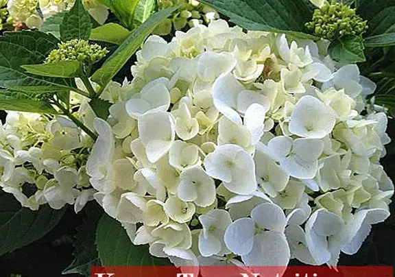 عکس سفید گلها