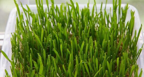 عکس تصاویر سبزه ی عید