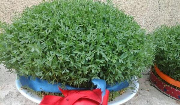 عکس تصاویر سبزه ی عید