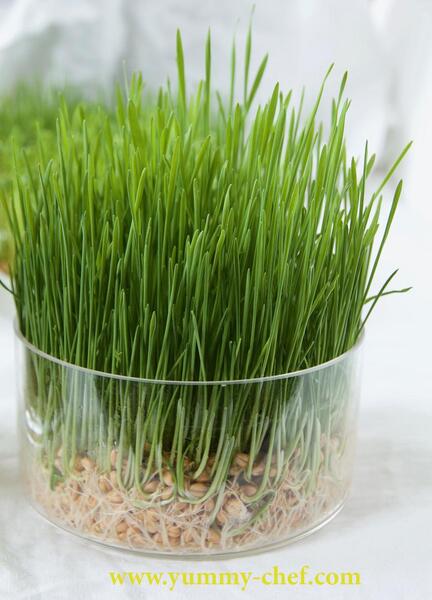 عکس تصاویر سبزه ی عید