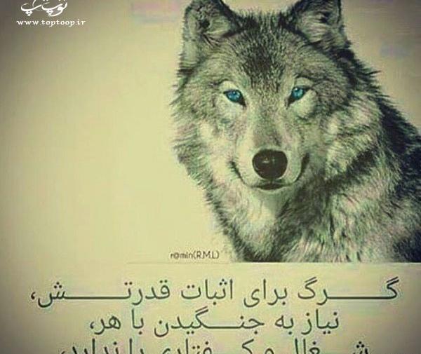 عکس گرگ زخمی برای پروفایل
