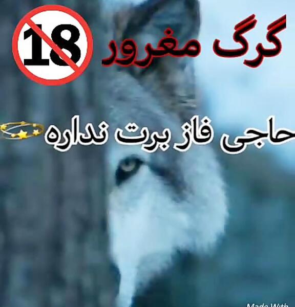 عکس گرگ زخمی برای پروفایل