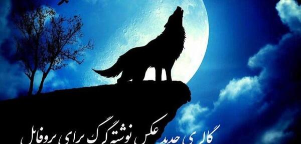عکس گرگ زخمی برای پروفایل
