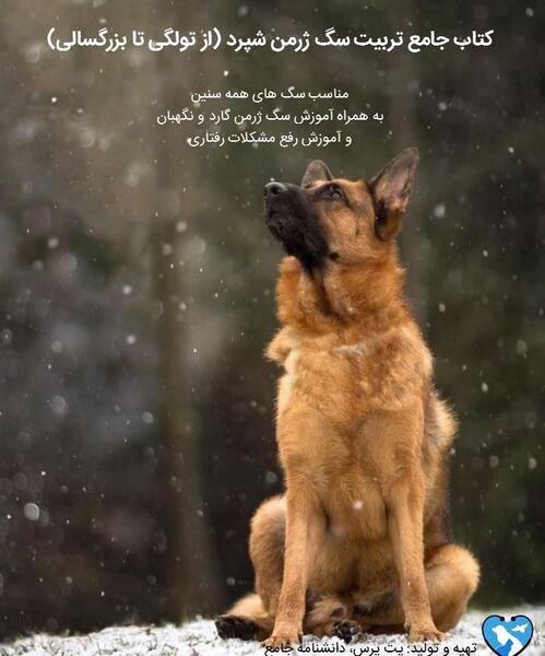 دانلود عکس سگ ژرمن شپرد