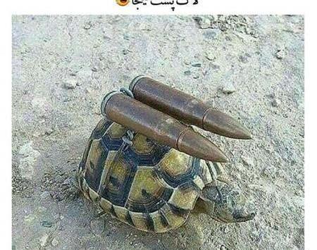 عکس طنز لاک پشت
