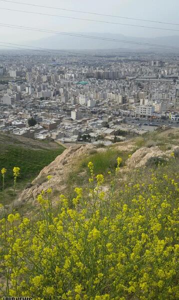 عکس از طبیعت شیراز