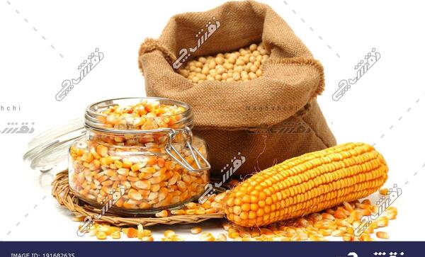 عکس ذرت سفید