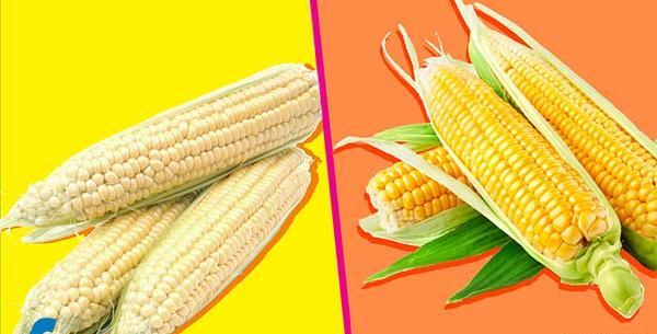 عکس ذرت سفید