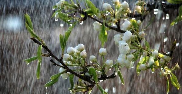 عکس باران های بهاری