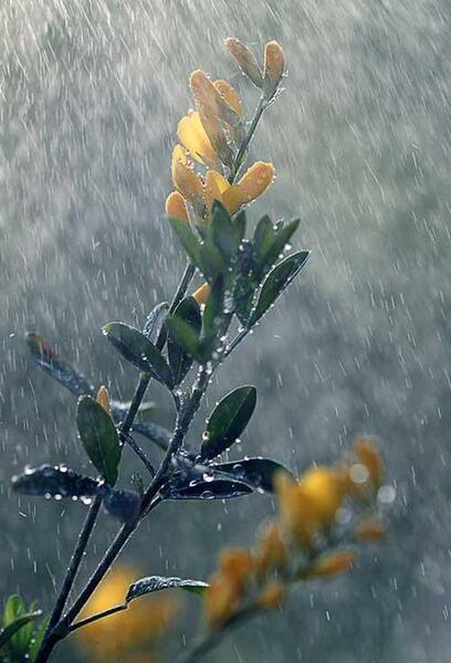 عکس باران های بهاری