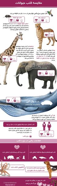 عکس قلب حیوان