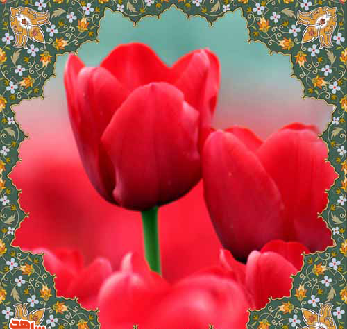 عکس گل لاله شهیدان