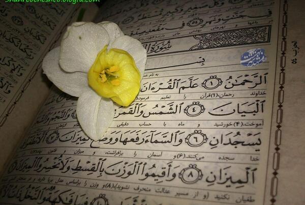عکس گل نرگس روی قرآن