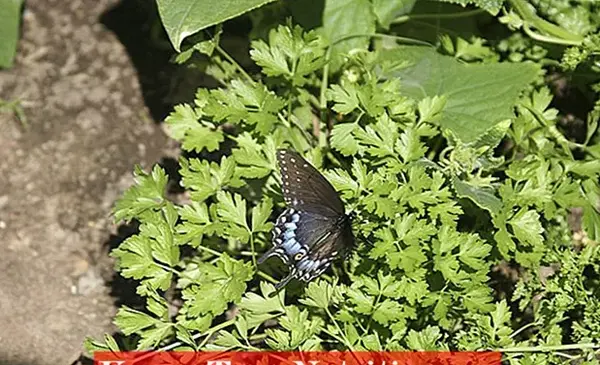 عکس پروانه جعفری