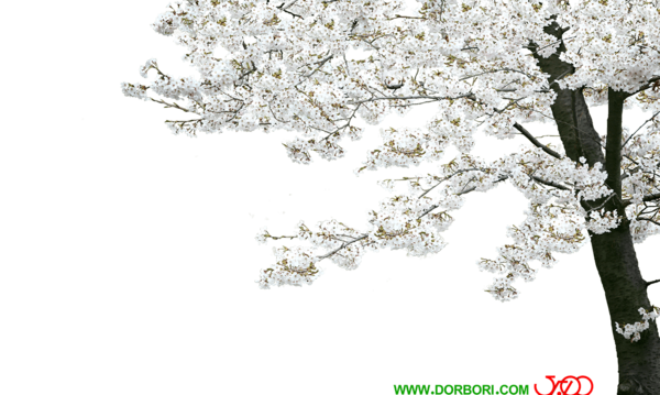 عکس شکوفه لایه باز