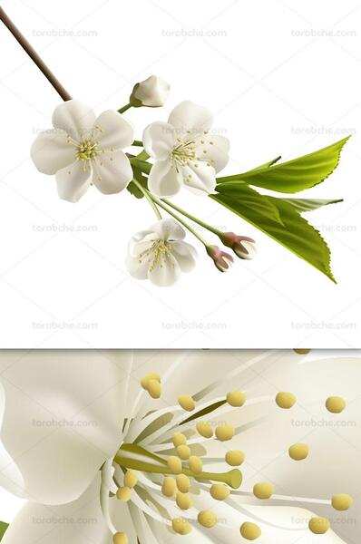 عکس شکوفه لایه باز