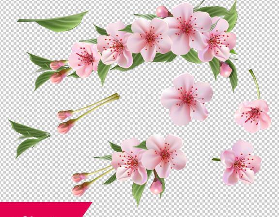 عکس شکوفه لایه باز