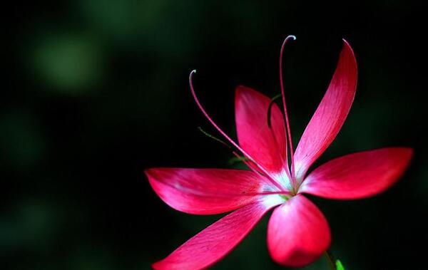 عکس گل های زیبا اما ساده
