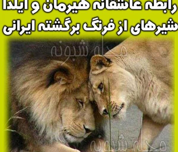 عکس شیر هیرمان