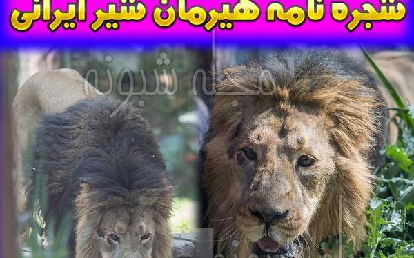 عکس شیر هیرمان