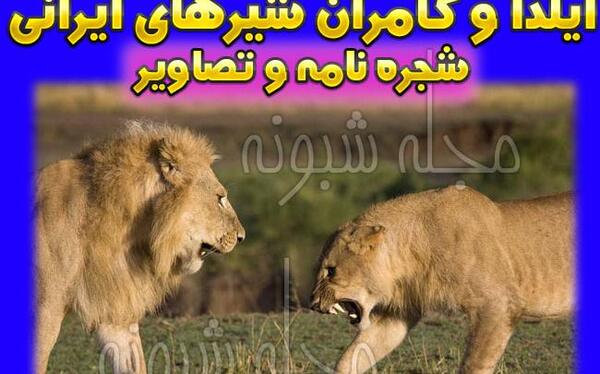 عکس شیر هیرمان
