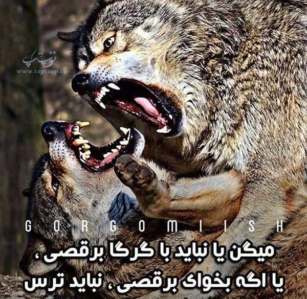 عکس آهو و گرگ