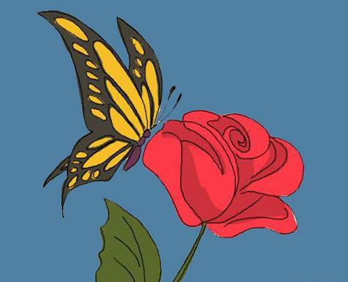 عکس پروانه نیم رخ