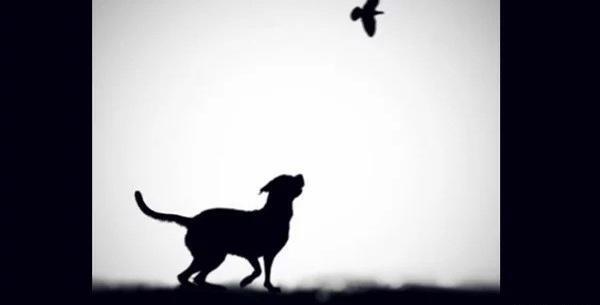 عکس ضد نور از اشیا