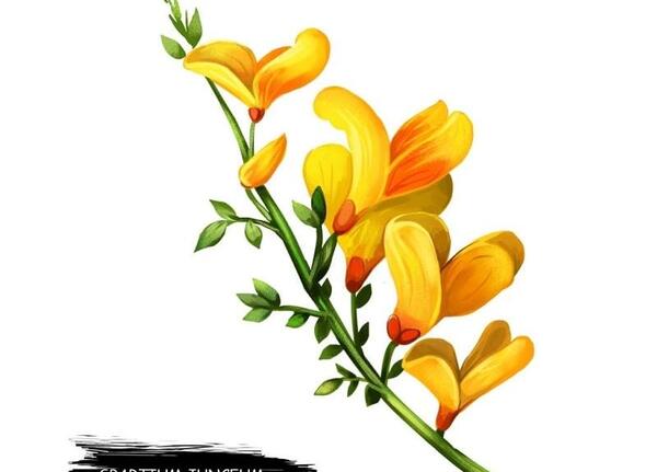 عکس گل طاووسی
