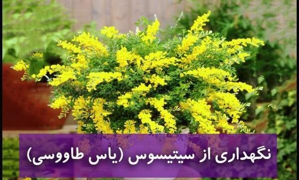 عکس گل طاووسی