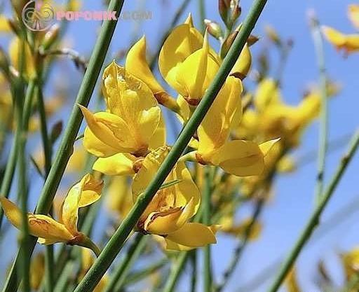 عکس گل طاووسی