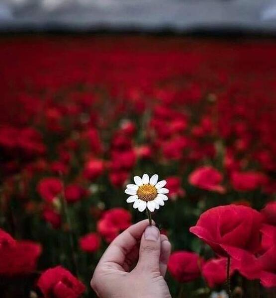 عکس دخترونه برای پروفایل گل