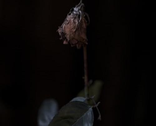 عکس گل لاله سوخته