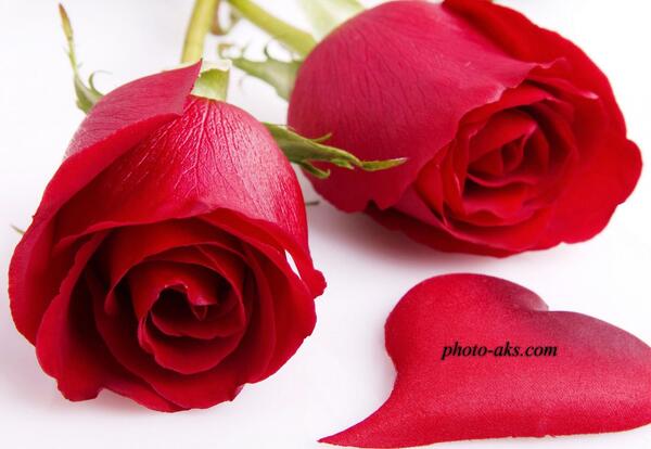 عکس گل لاله سوخته