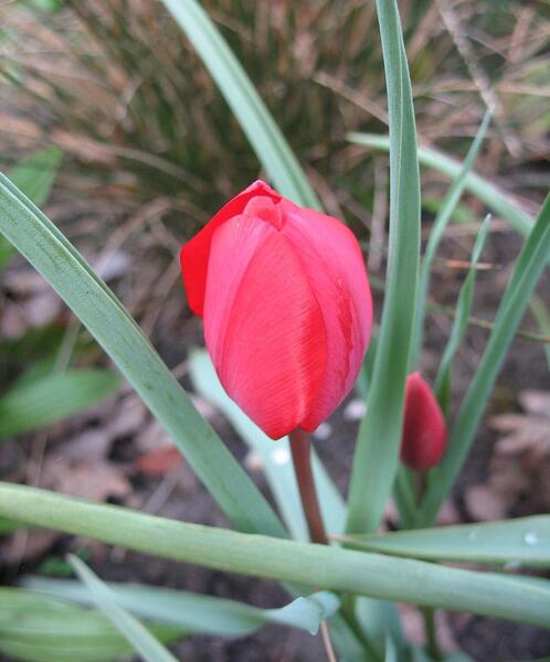 عکس گل لاله سوخته