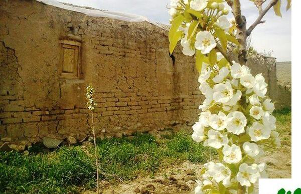 عکس شکوفه گردو