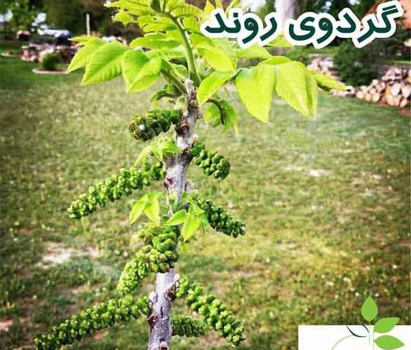 عکس شکوفه گردو
