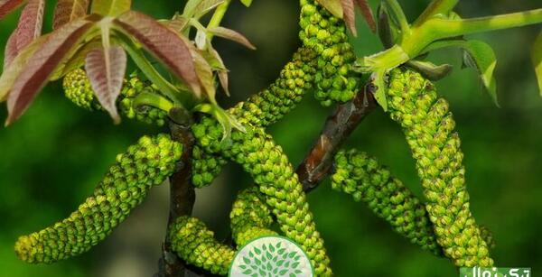 عکس شکوفه گردو