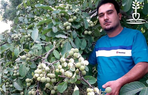 عکس شکوفه گردو