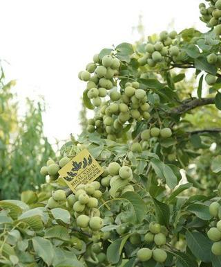 عکس شکوفه گردو