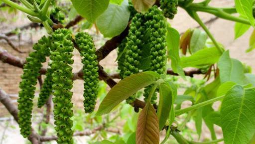 عکس شکوفه گردو