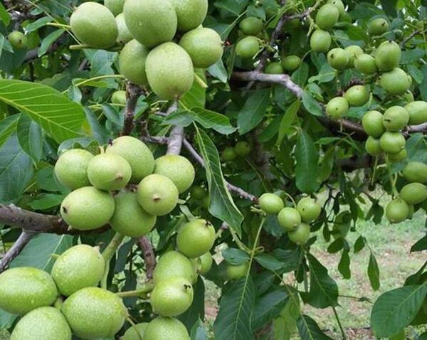 عکس شکوفه گردو