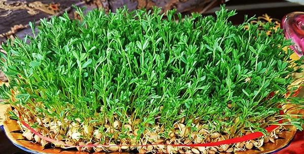 عکس سبزه عید ساده