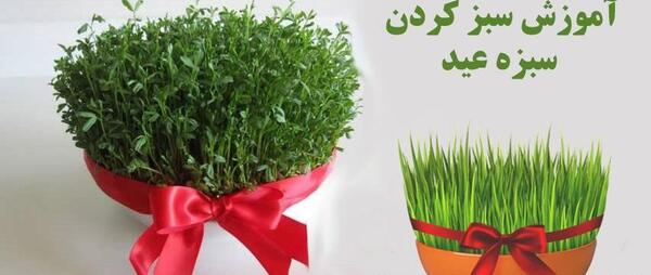 عکس سبزه عید ساده