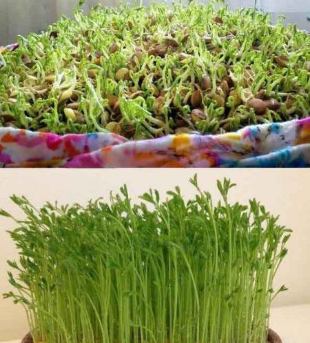 عکس سبزه عید ساده