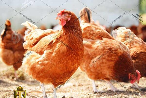 عکس مرغ قهوه ای