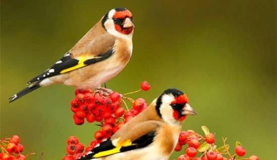 عکس زیبا برای پروفایل پرنده