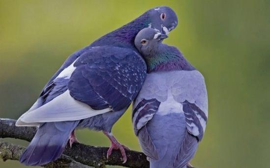عکس زیبا برای پروفایل پرنده