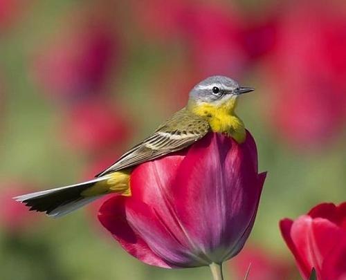 عکس زیبا برای پروفایل پرنده