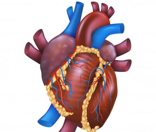 عکس قلب طبیعی انسان